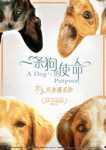 娱乐吃瓜酱去世的小狗,吃瓜酱离世，网友泪目